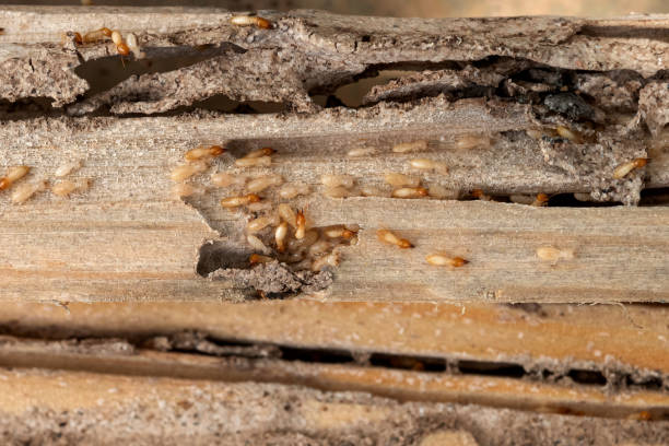 Best Pest Control for Homes  in Valley Forge, TN